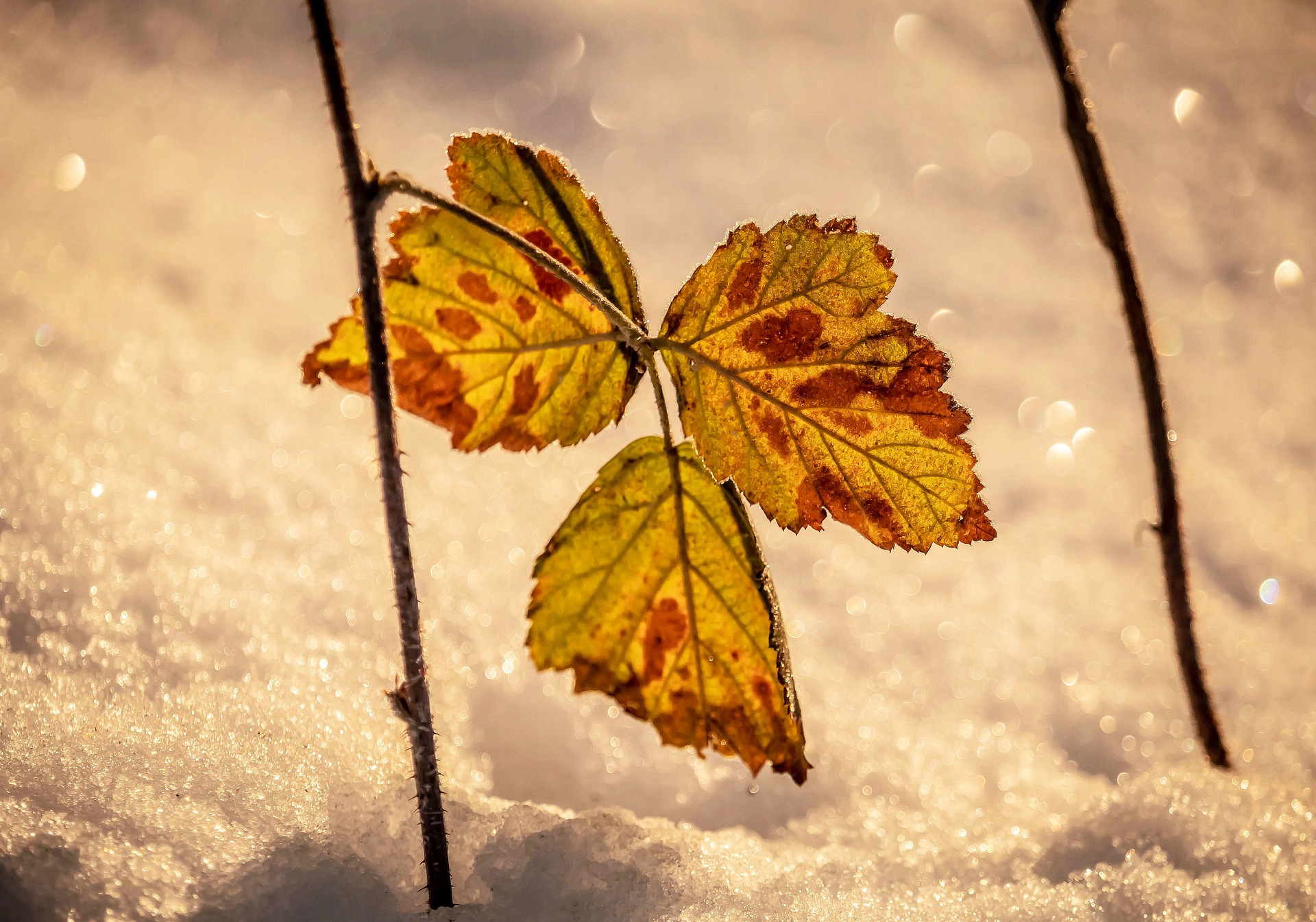 leaf 10084205 1920